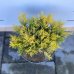 Borievka rozprestretá (Juniperus horizontalis) ´LIMEGLOW´ ⌀ 20–30 cm, kont. C5L 